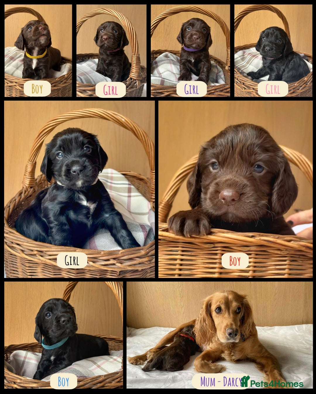 Cocker Spaniel dogs for sale: Beautiful KC REG Working Cocker Spaniel Puppies - Image 1