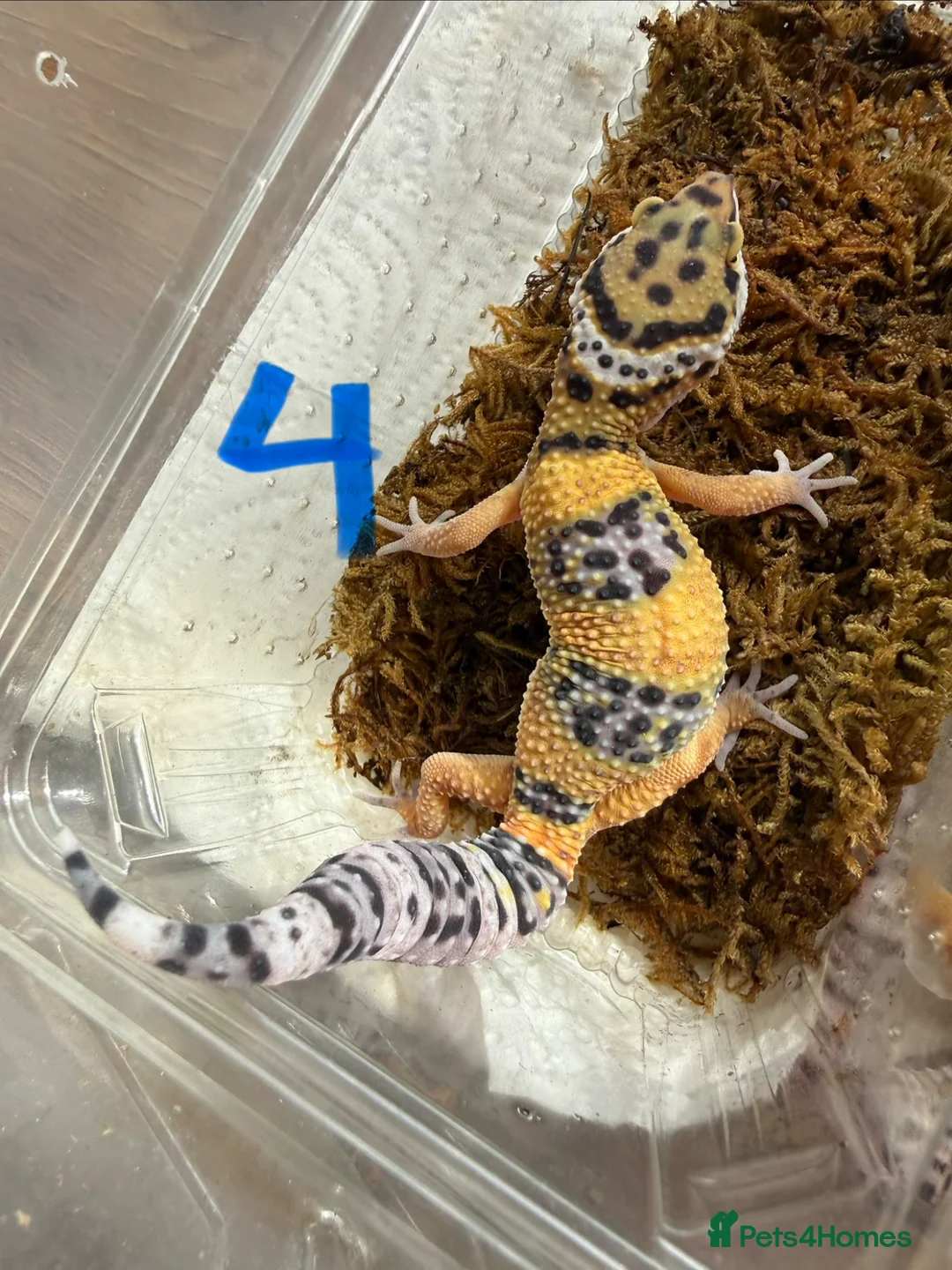 Leopard Gecko reptiles for sale: Leopard geckos  - Advert 2
