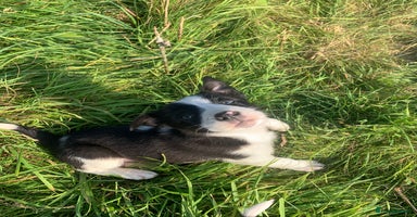 Border Collie dogs - Advert 6