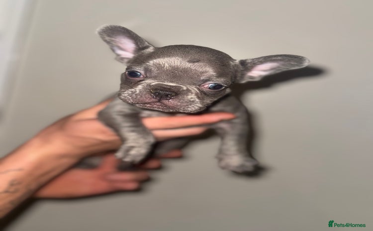 French Bulldog dogs 1 beautiful frenchie. Boy. - Advert 10
