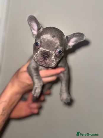 French Bulldog dogs 1 beautiful frenchie. Boy. - Advert 10
