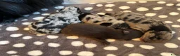 Pomeranian dogs for sale: Primroses precious Pom pups - Advert 7