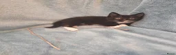 Mixed Breed cats for sale: Beautiful Kittens VIDEOS - Advert 15