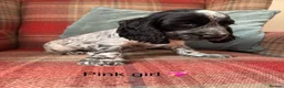 Cocker Spaniel dogs for sale: KC registered, health tested, show type puppies  - Advert 5