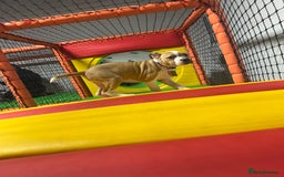 Staffordshire Bull Terrier dogs for sale: 13 week old pup for sale  - Image 4