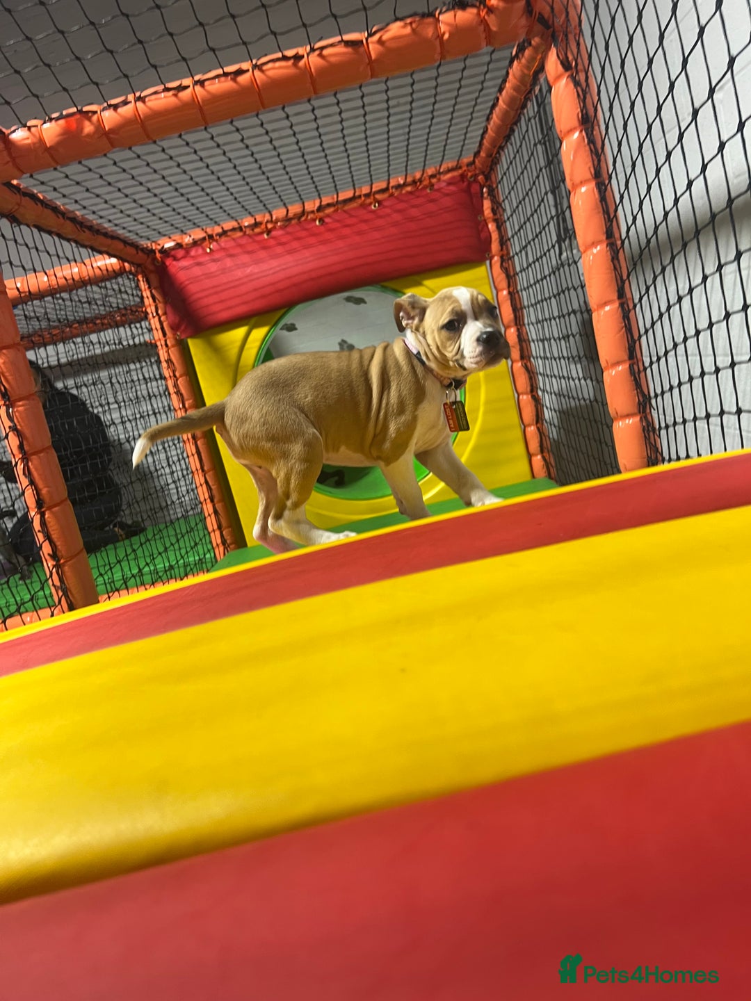 Staffordshire Bull Terrier dogs for sale: 13 week old pup for sale  - Image 4