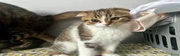 Mixed Breed cats for sale:     Adorable Kitten Looking for a Loving Home - Advert 11