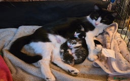 Domestic Shorthair cats for sale: Beautiful kittens ready 11th Sept - Image 16