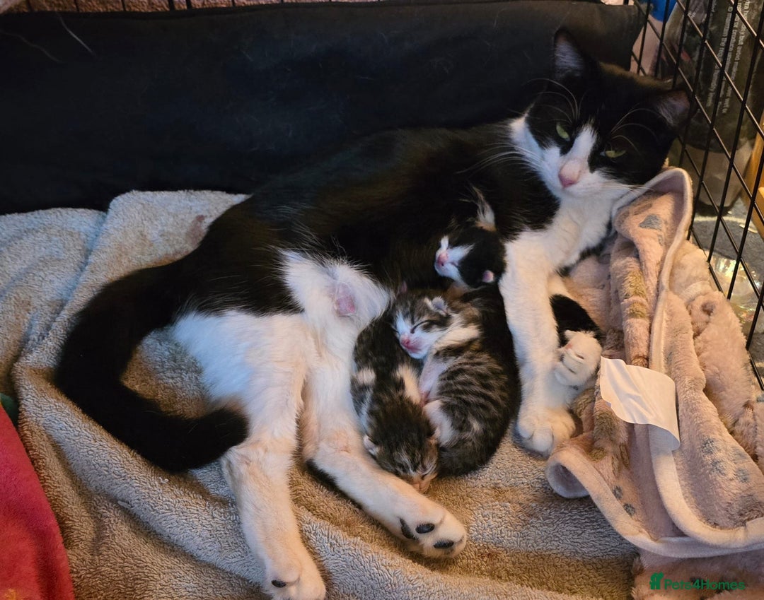 Domestic Shorthair cats for sale: Beautiful kittens ready 11th Sept - Image 16