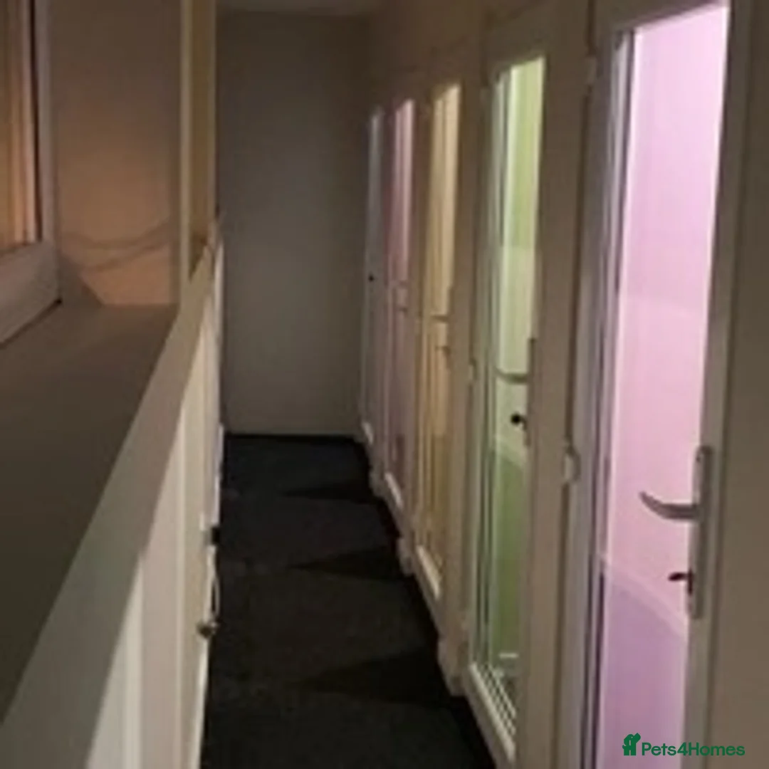 Ragdoll cats for stud: 100% proven large ragdoll  in Brighouse - Advert 8