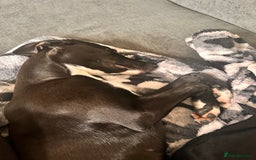 Mixed Breed dogs for sale: ATHENA - LURCHER X GREYHOUND PUP - Advert 2