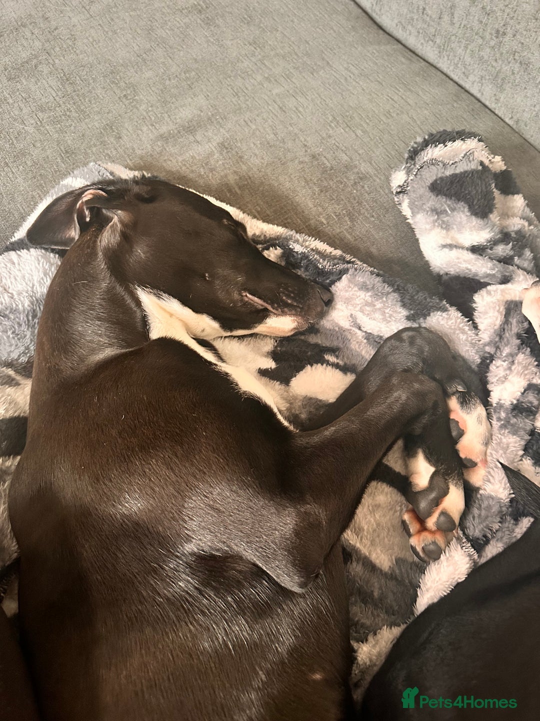 Mixed Breed dogs for sale: ATHENA - LURCHER X GREYHOUND PUP - Advert 2