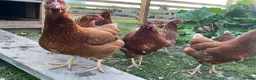 Chickens poultry for sale: Warren Pullets in Bala - Advert 5