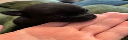 Chihuahua dogs for sale: TINY CHIHUAHUA PUPPIES - Advert 4