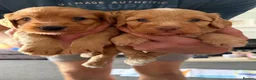 Mixed Breed dogs for sale: Cockapoo x - Advert 5