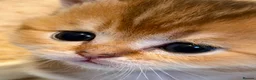 Scottish Fold cats for stud: Scottish Straight Male Stud – “Poopsie”  - Advert 6