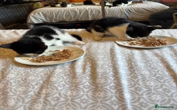 British Shorthair cats for sale: Kittens for sale  - Image 5