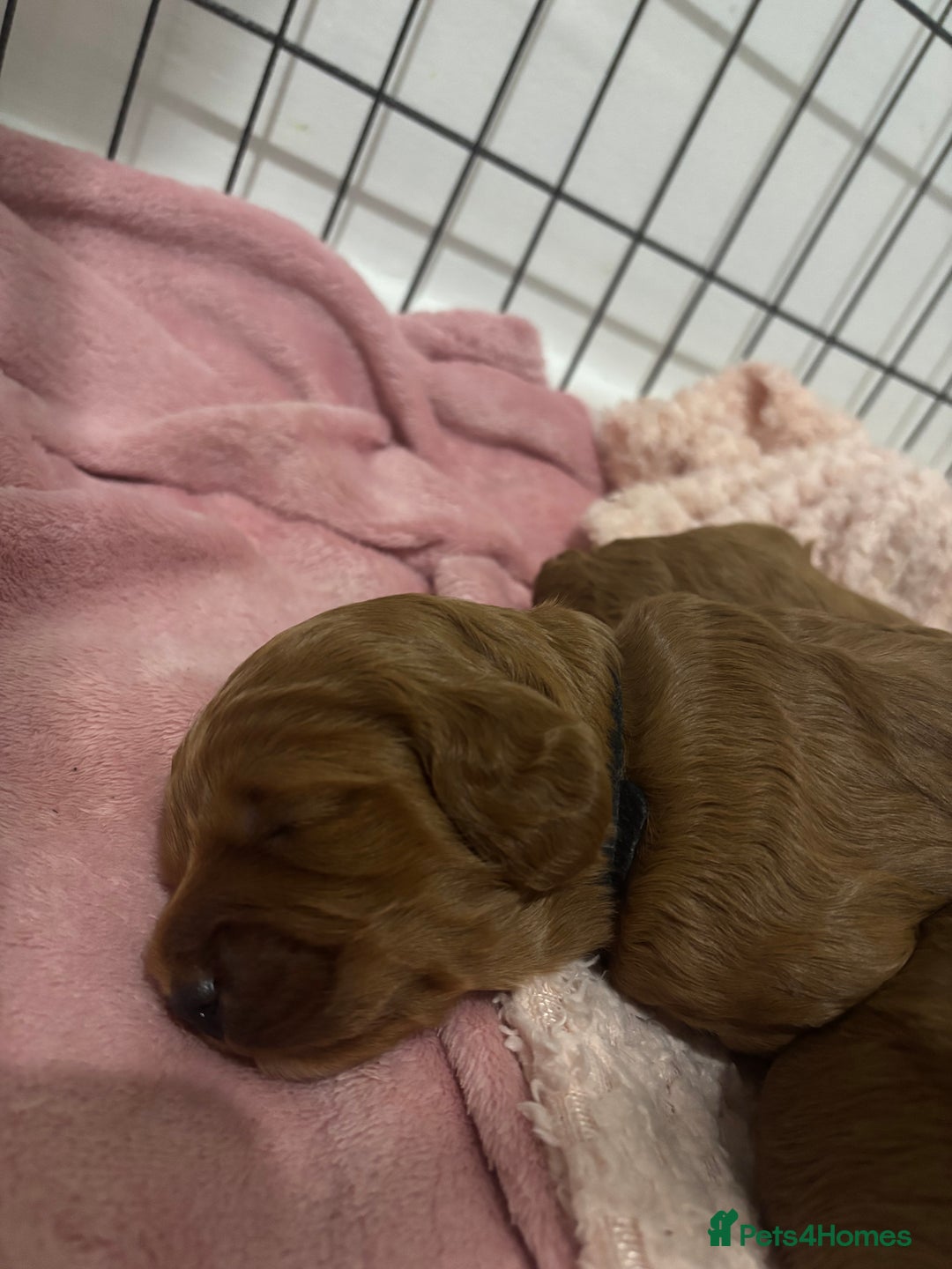 Cockapoo dogs for sale: Red cockapoo pups 😍 3 weeks old almost  - Advert 13
