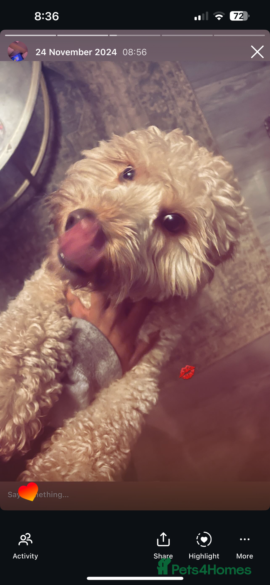 Mini Goldendoodle dogs for sale: Home Needed for Our Dogs a doodle and bully  - Image 8