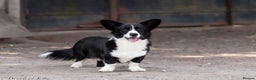 Welsh Corgi Pembroke dogs for adoption: ROGER – Welsh Corgi Pembroke (Male) - Advert 4