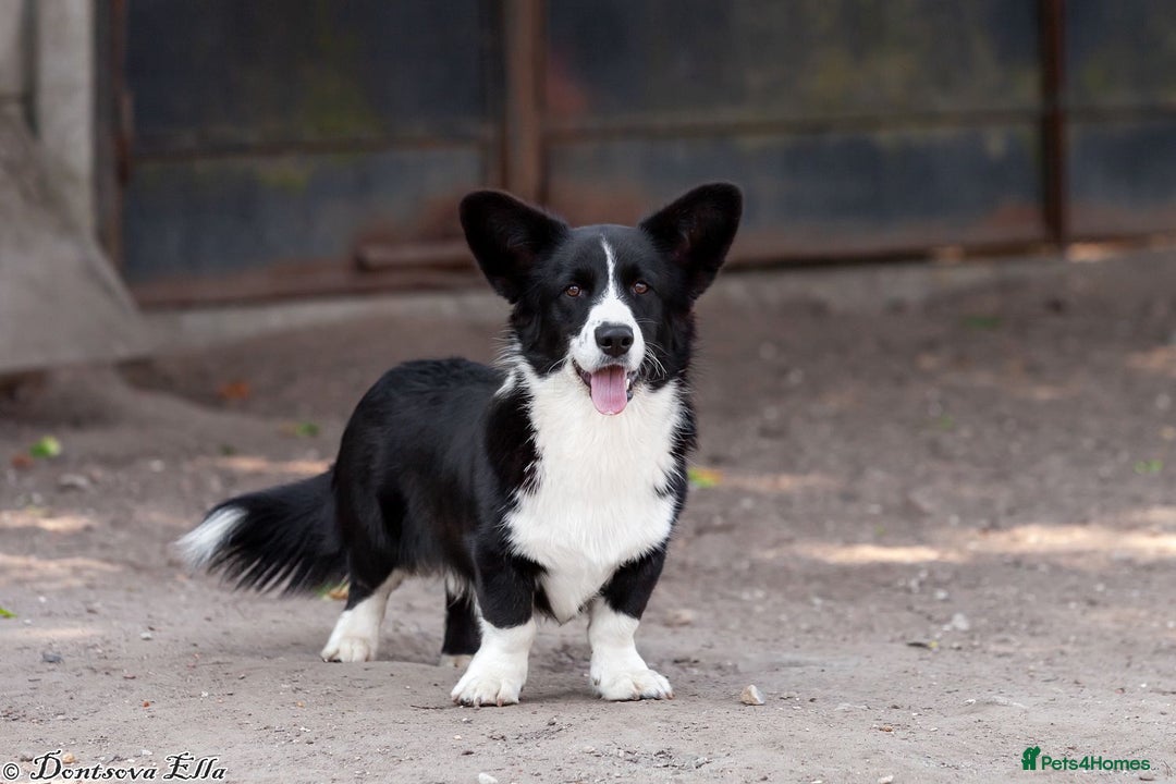 Welsh Corgi Pembroke dogs for adoption: ROGER – Welsh Corgi Pembroke (Male) - Advert 4