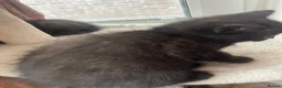 British Shorthair cats for sale: British short hair kittens with dark chocolate fur - Advert 3