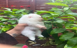Pomeranian dogs for sale: Pomeranian toy  - Image 32