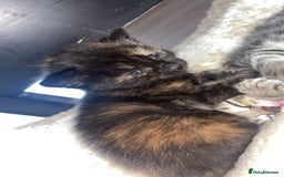 British Longhair cats for sale: 2  black and ginger girls  - Image 8