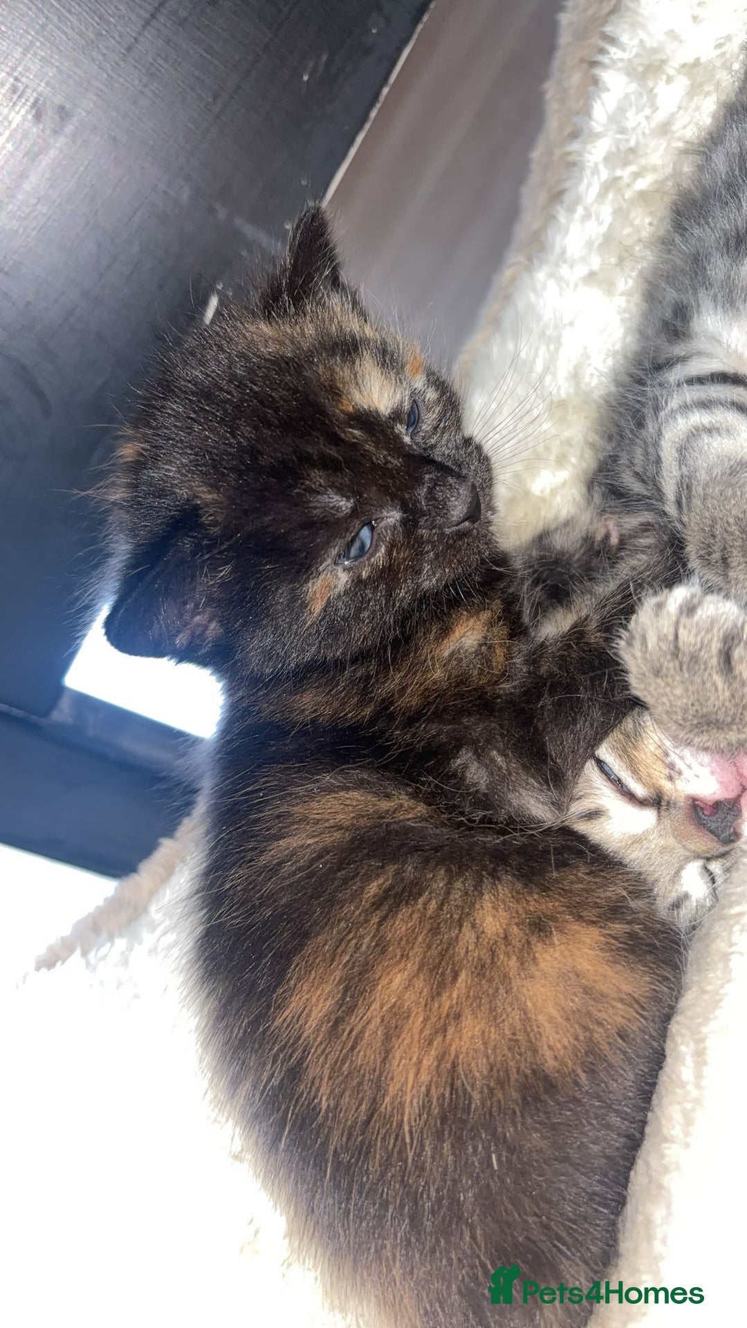 British Longhair cats for sale: 2  black and ginger girls  - Image 8