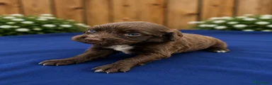 Cocker Spaniel 5