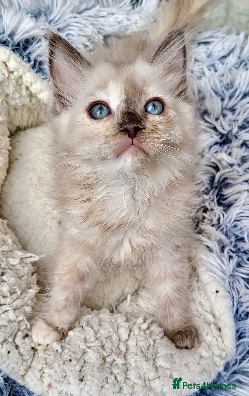 Ragdoll cats Tortie,Seal and Blue full pedigree  - Advert 1