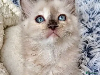 Ragdoll cats Tortie,Seal and Blue full pedigree - Advert 1