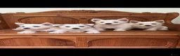 West Highland Terrier dogs for sale: ROYAL KENNEL CLUB WEST HIGHLAND TERRIES - Advert 10