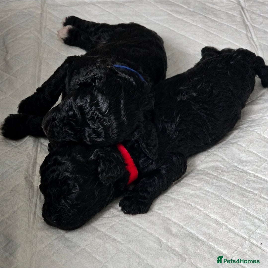 Shihpoo dogs ✨ F1B Shihpoo Puppies Looking for Forever Families - Advert 2