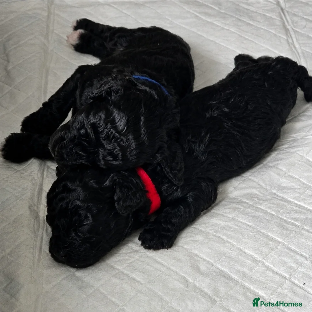 Shihpoo dogs for sale: ✨ F1B Shihpoo Puppies Looking for Forever Families - Advert 2
