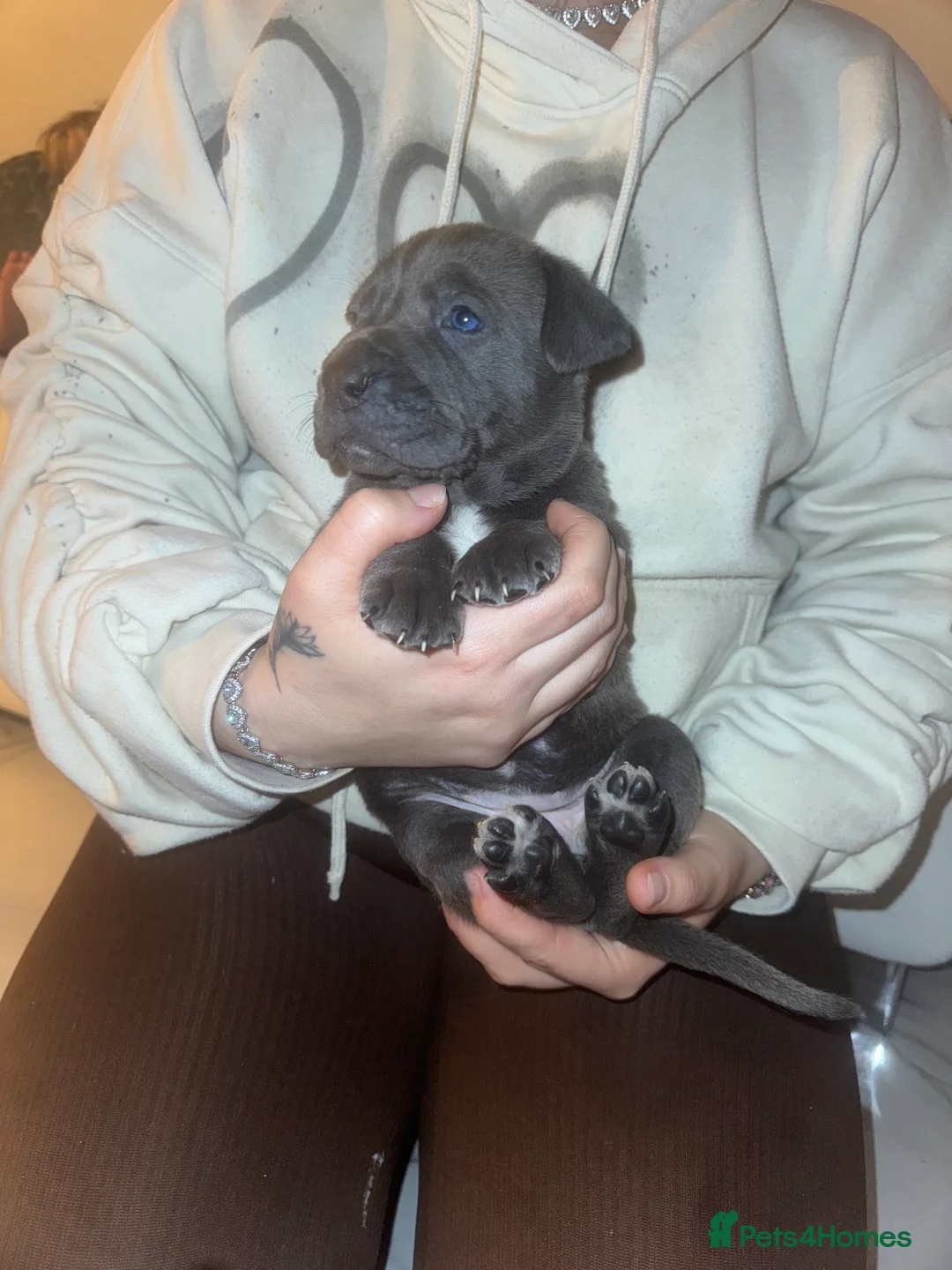 Cane Corso dogs for sale: Outstanding cane corso pups 🐶  - Advert 34