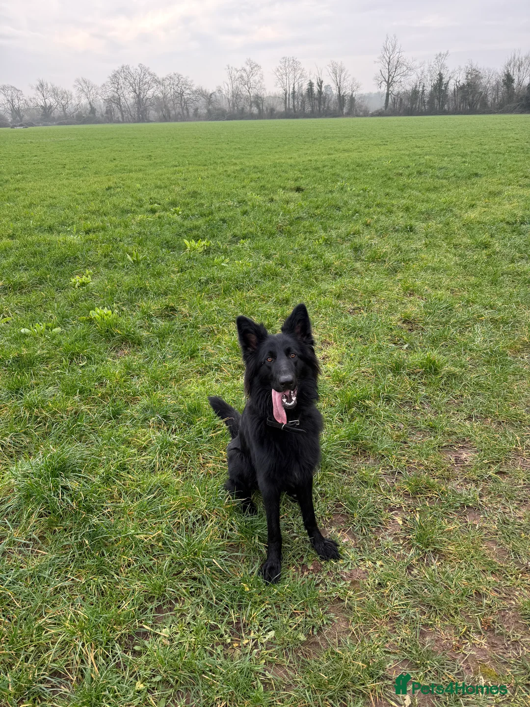 German Shepherd dogs for sale: German Shepard - Advert 4