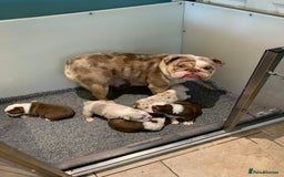 English Bulldog dogs for sale: Quality English bulldog pups fluffy LAST BOY - Image 6