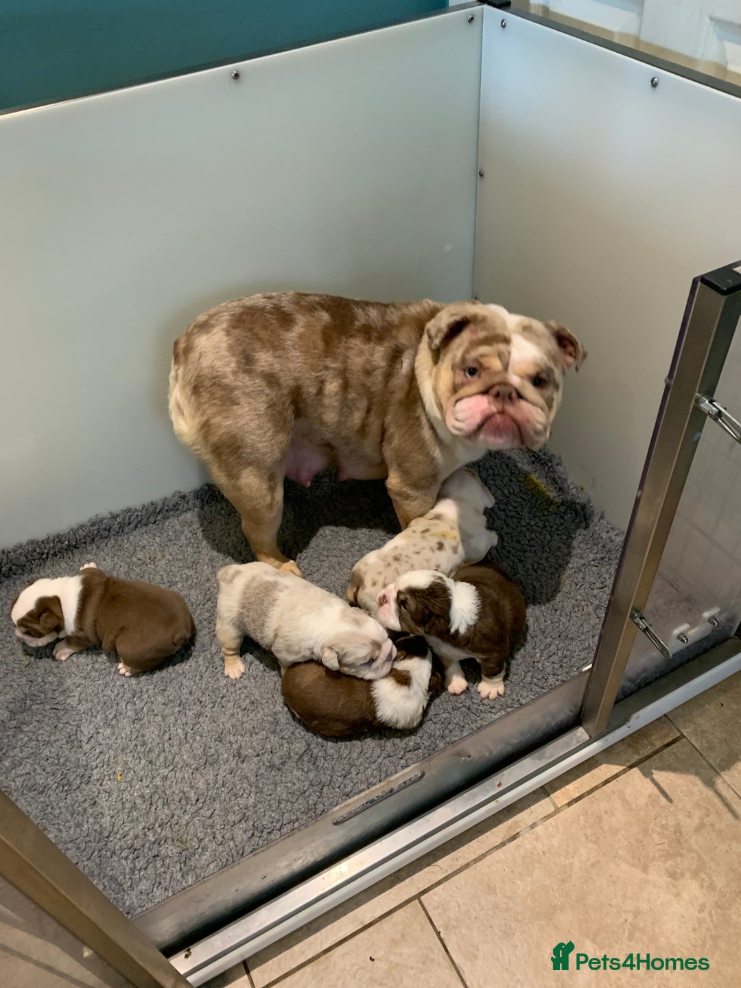 English Bulldog dogs for sale: Quality English bulldog pups fluffy LAST BOY - Image 6