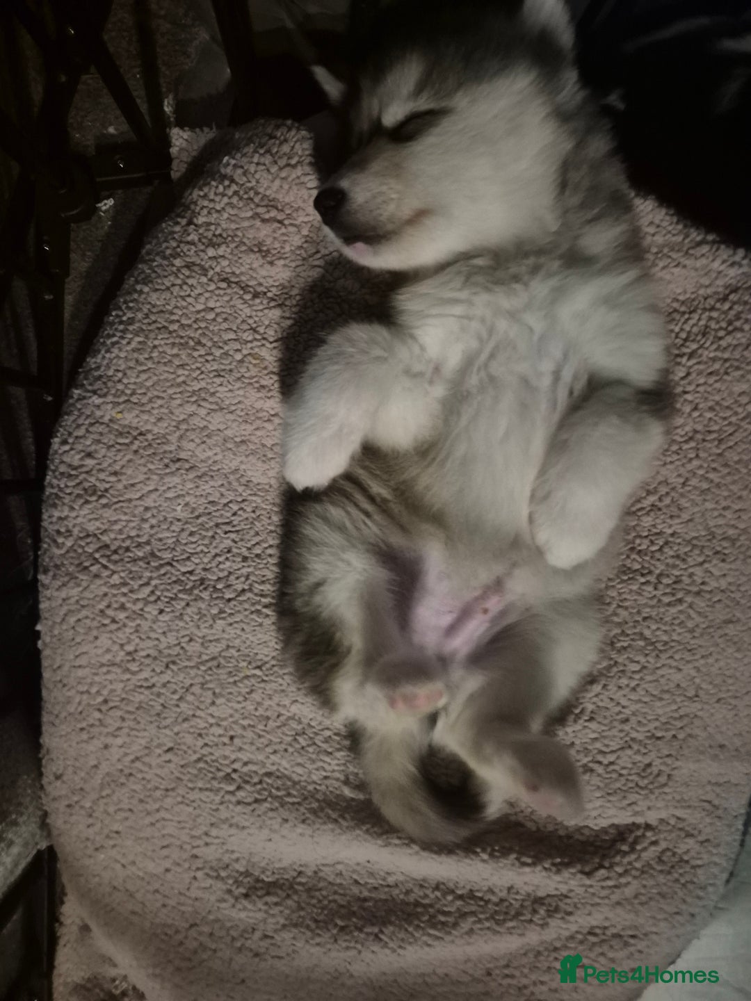 Alaskan Malamute dogs for sale: Alaskan malamute x huskie❤️ - Advert 5