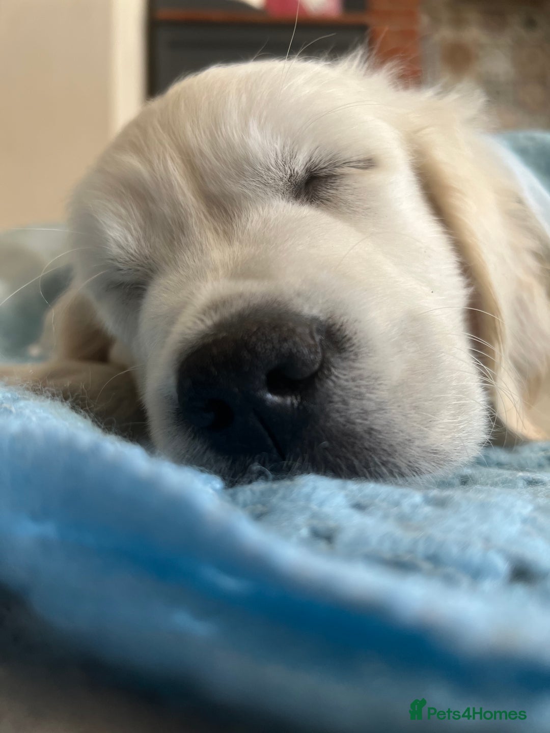 Golden Retriever dogs for sale: Last girl remaining  in Doncaster - Image 5