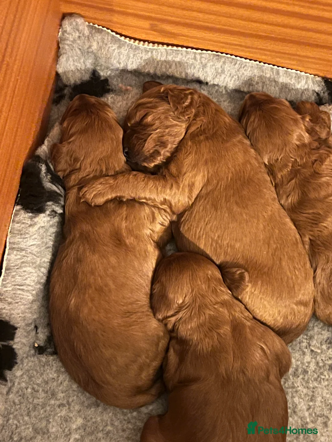 Irish Doodle dogs for sale: Beautiful Irish doodle puppies  - Advert 20