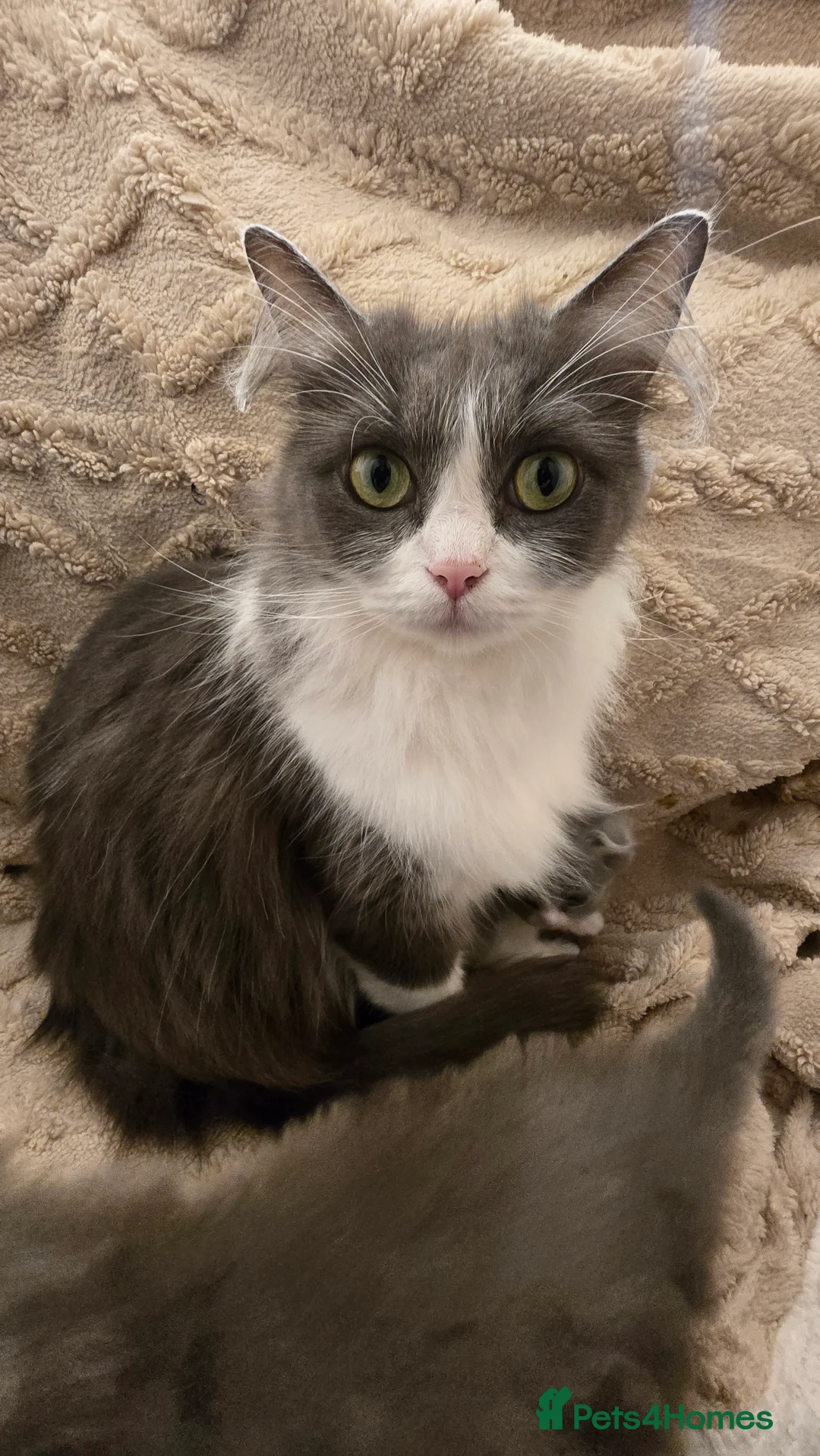 Scottish Fold cats for sale: 2 Gorgeous kittens available 1 boy 1 girl - Advert 8