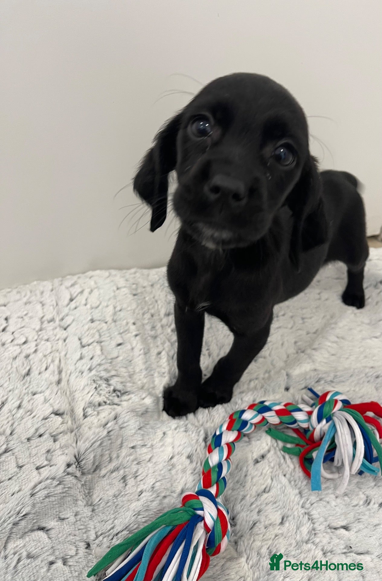 Cockerdor dogs 2 BEAUTIFUL COCKERDOR GIRL PUPS LEFT - Advert 2