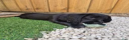 Sprocker dogs for sale: Working Sprocker Spaniels  - Advert 6