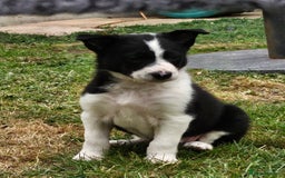 Border Collie dogs for sale: Unique blue eyed blue merle border collie puppies - Image 31
