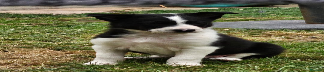 Border Collie Puppy 3