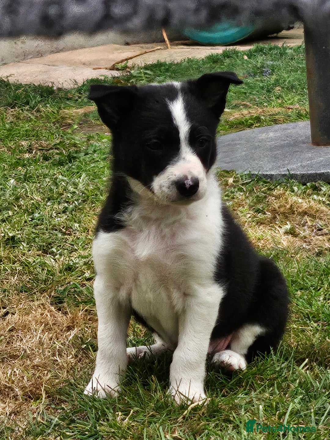 Border Collie dogs for sale: Unique blue eyed blue merle border collie puppies - Image 31