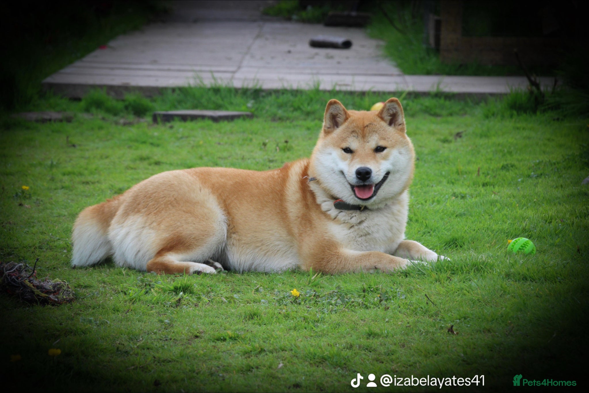 Japanese Shiba Inu dogs Lovely Cleo  looking for family home .  - Advert 5