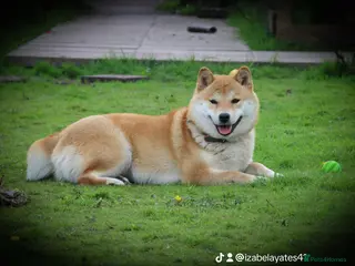 Japanese Shiba Inu dogs Lovely Penny looking for family home . - Advert 14